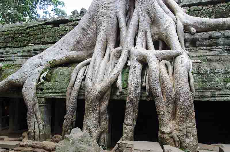 80 - Camboya - Angkor - templo de Ta Prohm